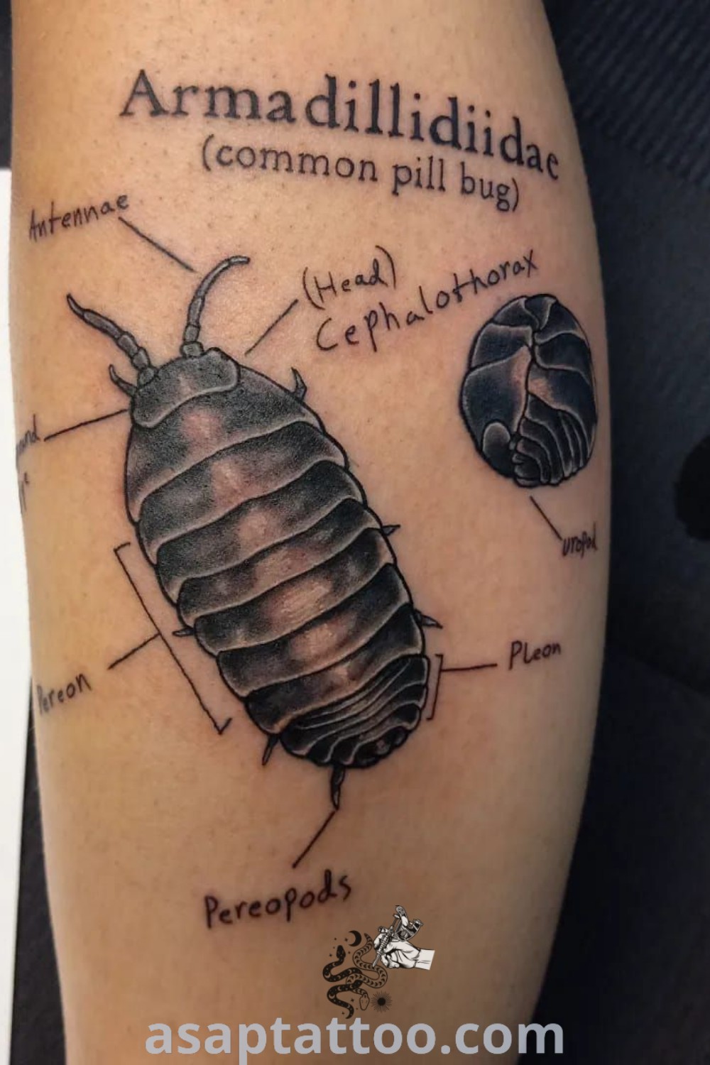 Bed bug tattoo depicting an arm bug with text and intricate designs. A unique and inspiring ink choice combining elements like the Pillbug Tattoo and Woodlice Tattoo. Discover creative ideas at asaptattoo.com.