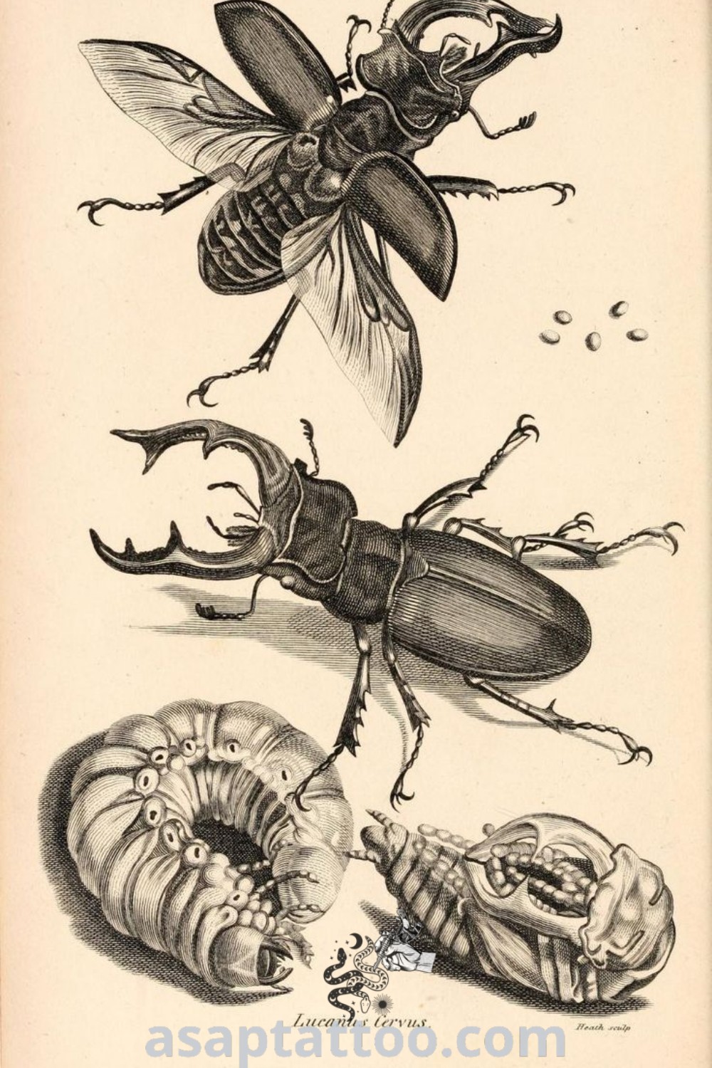 Engraving of an insect and caterpillars showcasing scientific drawing, ideal for those seeking artistic inspiration for insect tattoos. Explore gorgeous designs at asaptattoo.com.